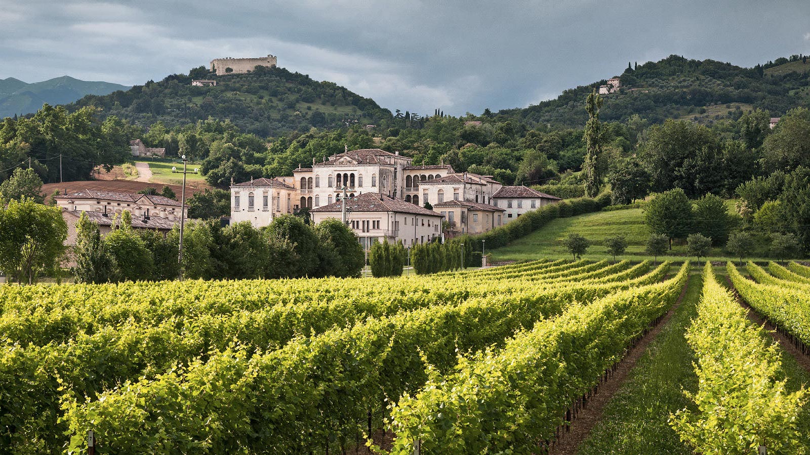 Les vignobles autour d'Asolo en Vénétie